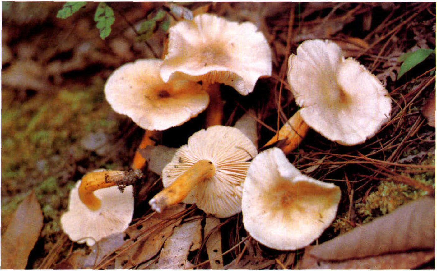 Tricholoma aurantipes Rick.